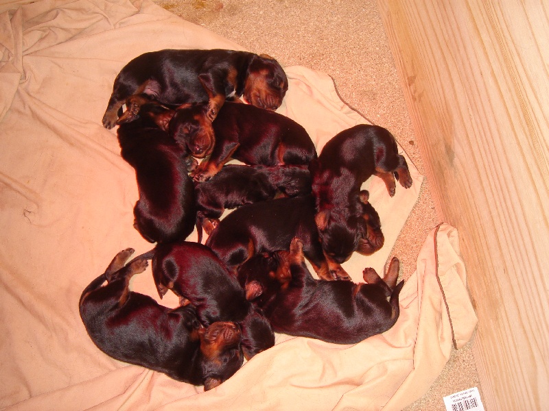 Bébés de Swann année 2009